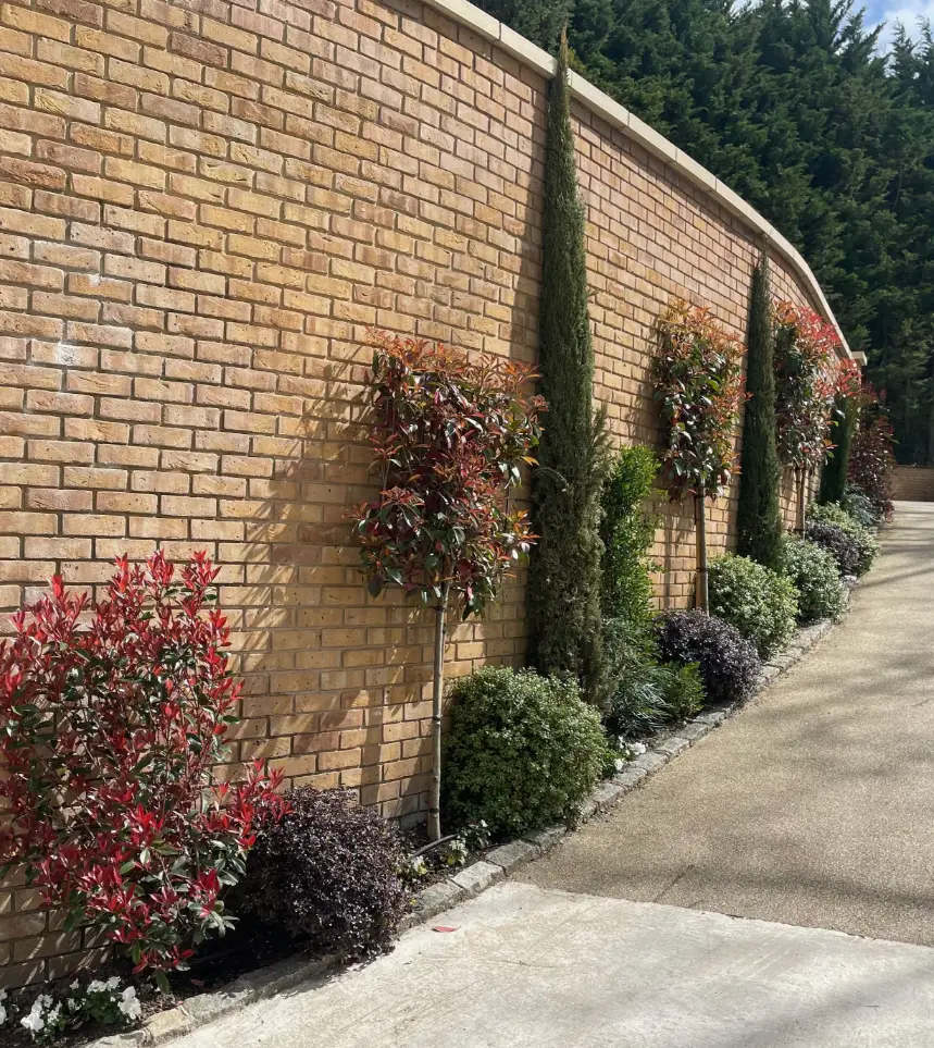 Sloping drive side against retaining wall with evergreen planting.