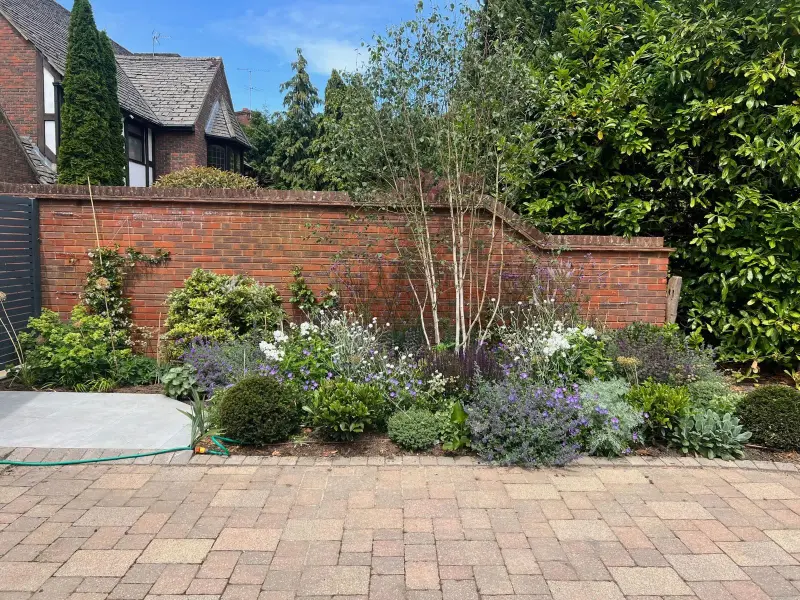 hero-medium-border-garden-design Medium sized front border filled with multi-stem plants with purple and white flowers.