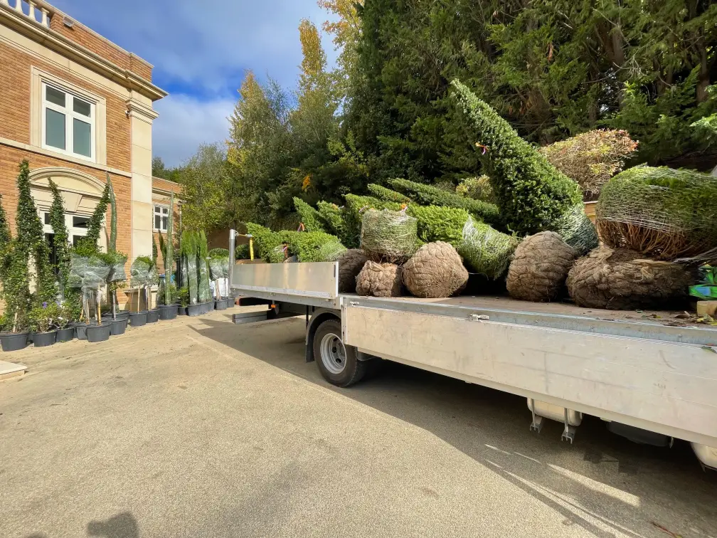 Flat bed truck delivering large plants from nursery.